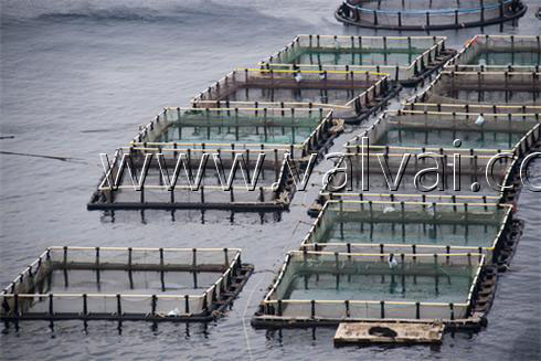 fish farm